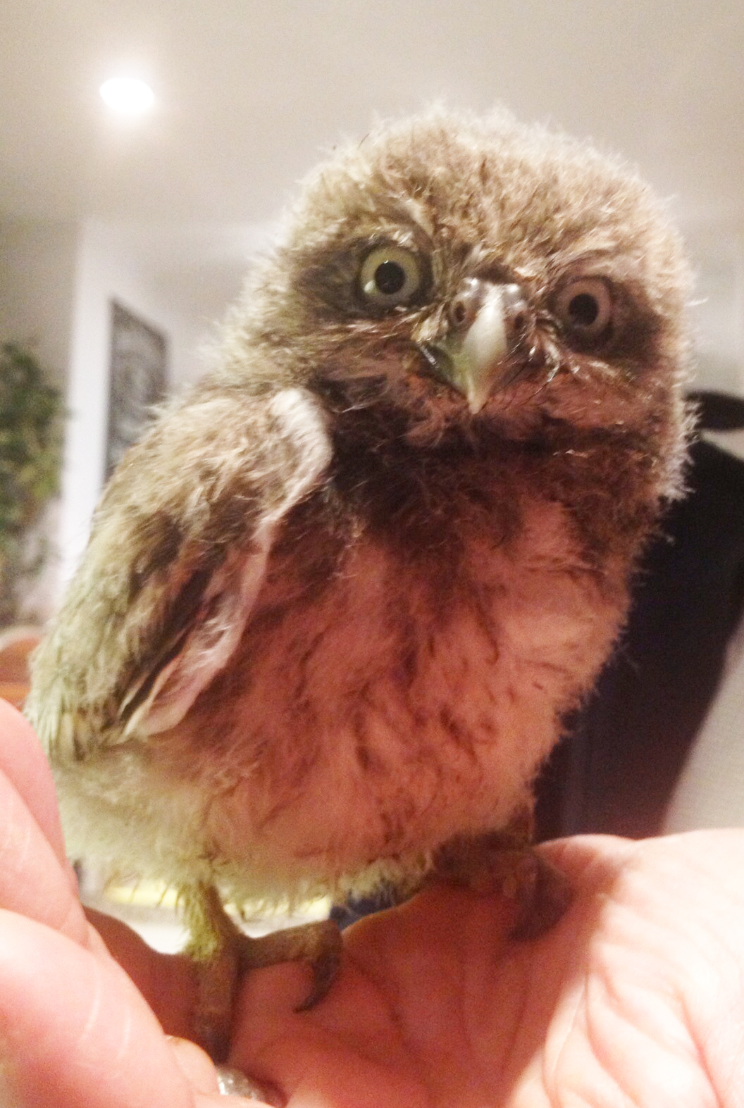 The Littlest Owl